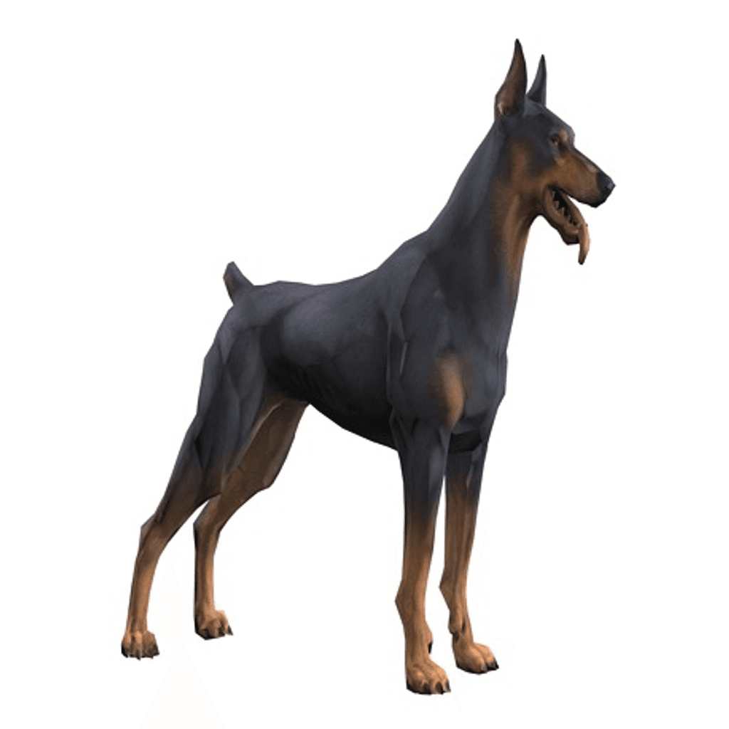 Kortez